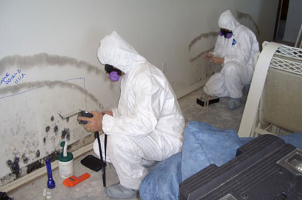 black mold removal restoration